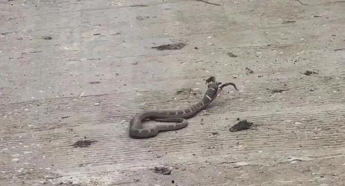 天青牛蟒爆料了吗视频,视频内容深度解析 第3张 天青牛蟒爆料了吗视频,视频内容深度解析 第3张